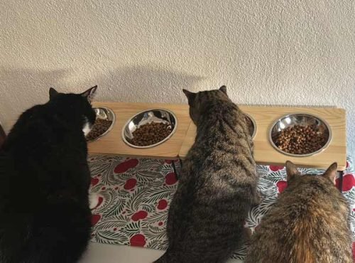 Comedouro elevado e inclinado VINSON photo review